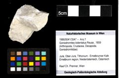 Foto (Objekt + Etiketten) von Goniodromites bidentatus (Reuss, 1859) 